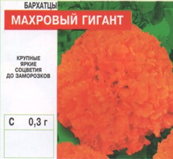 Бархатцы